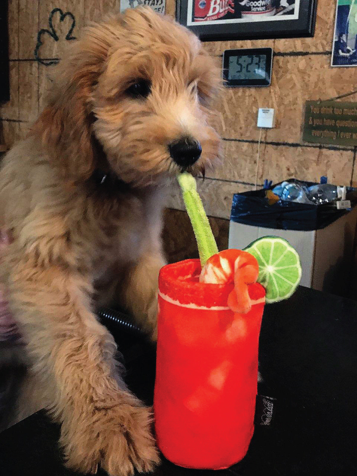 Bloody Mary Dog Toy Strong